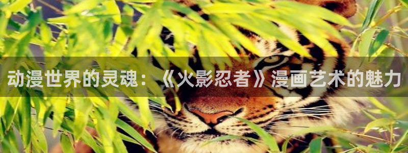 色里番动漫：动漫世界的灵魂：《火影忍者》漫画艺术的魅力