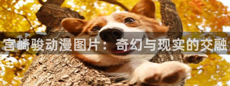 看里番动漫的网站：宫崎骏动漫图片：奇幻与现实的交融